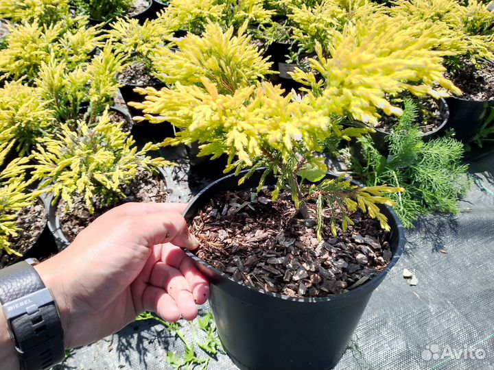 Можжевельник Лайм Глоу 317658мск