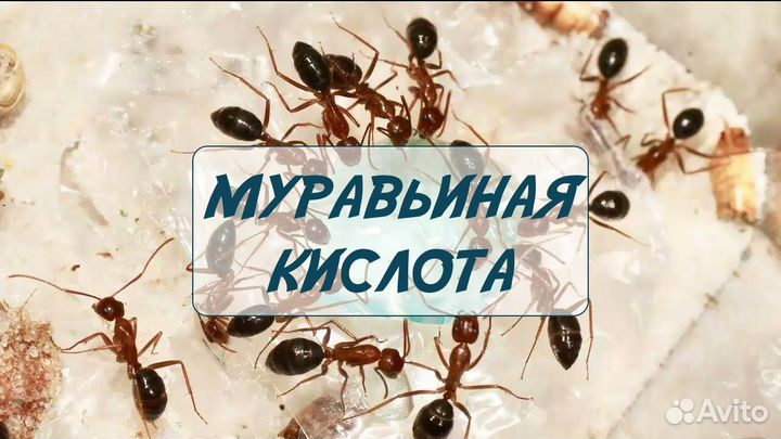Муравьиная кислота