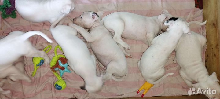 Щенки аргентинского дога