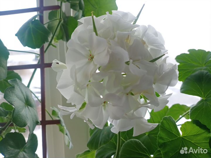 Пеларгония белая