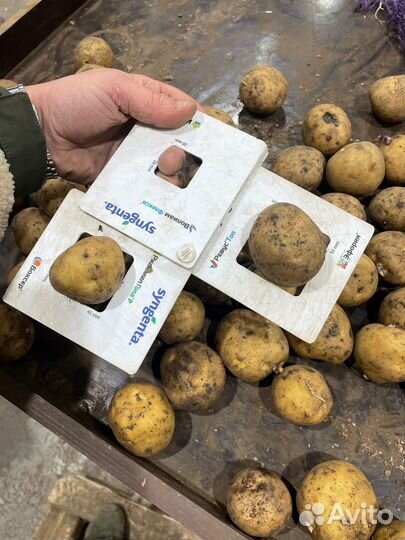Продам семенной картофель сорт Ривьера
