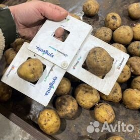 Сортировка картофеля