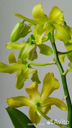 Дендробиум