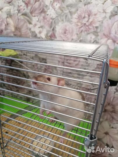 Декоративная крыса с клеткой