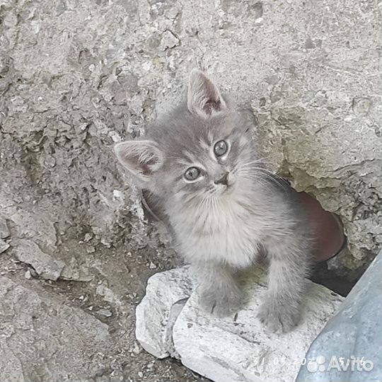 Дворняжки