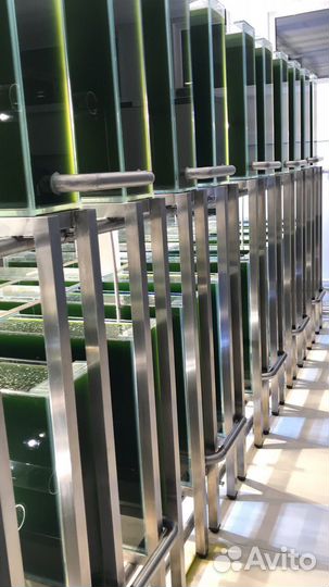 Хлорелла для водоемов, рыбы и с/х