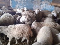 Овцы бараны ягнята Куйбышевской породы