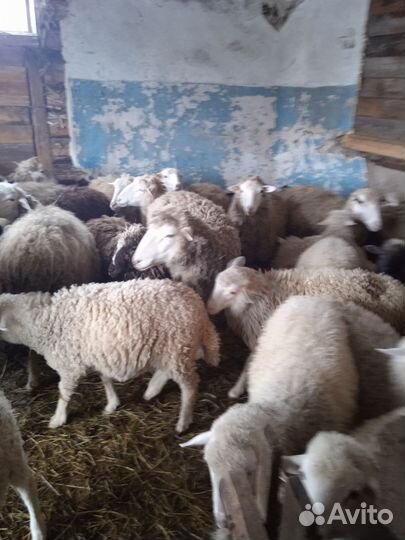 Овцы бараны ягнята Куйбышевской породы