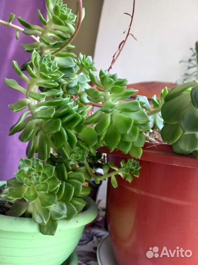 Кактусы и суккуленты