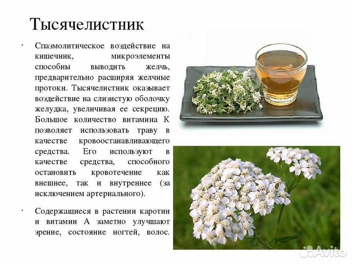 Тысячелистник