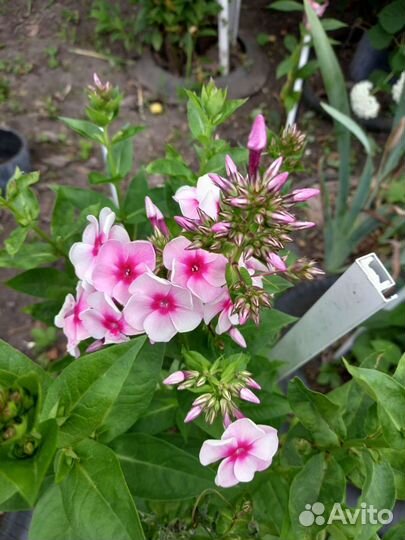 Флоксы многолетние