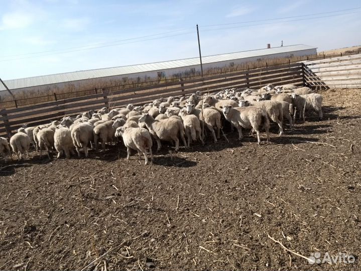 Овцы бараны ягнята романовские