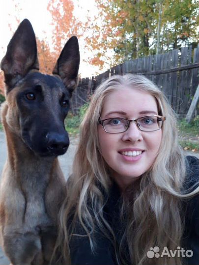 Дрессировка и воспитание собак