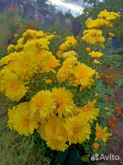 Хризантемы корейка, неприхотливые, зимостойкие