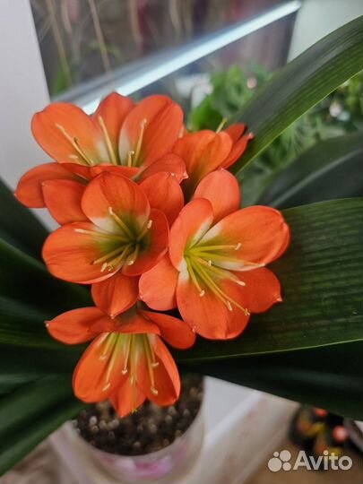 Комнатные цветы (01.10.2024)