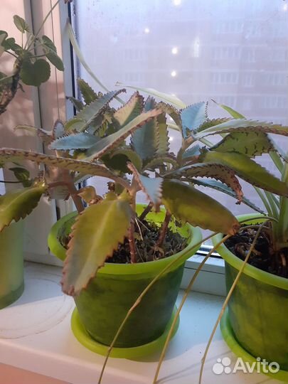 Каланхоэ лечебное