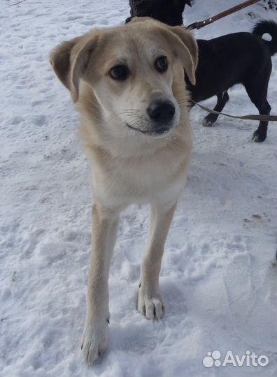 Мамина звездочка