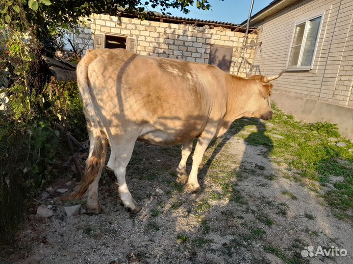 Корова на мясо