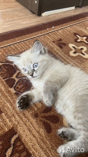 Котята в добрые руки даром девочки