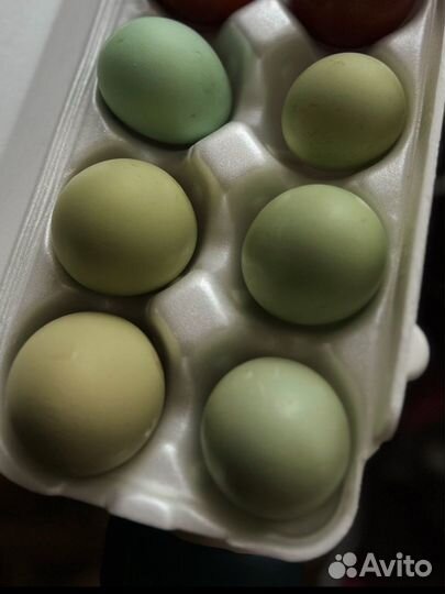 Инкубационное яйцо индийского бегунка