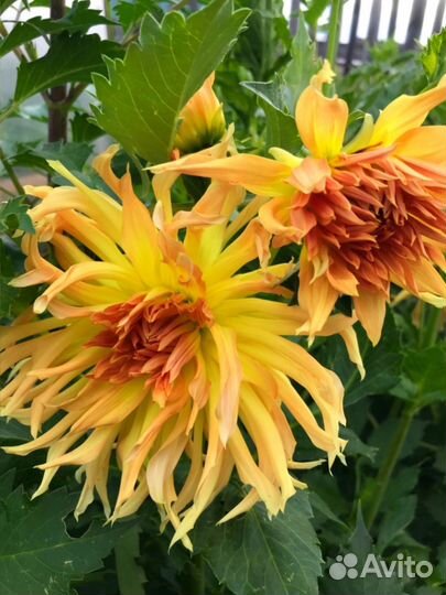 Георгины сортовые