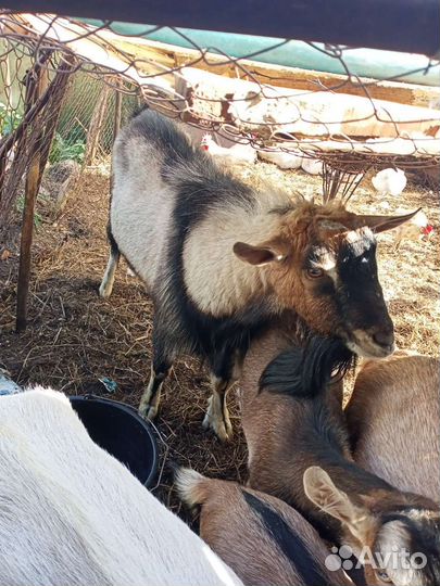 Альпийские козлята