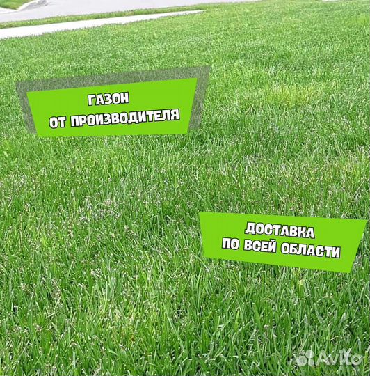 Рулонный газон, газон посевной