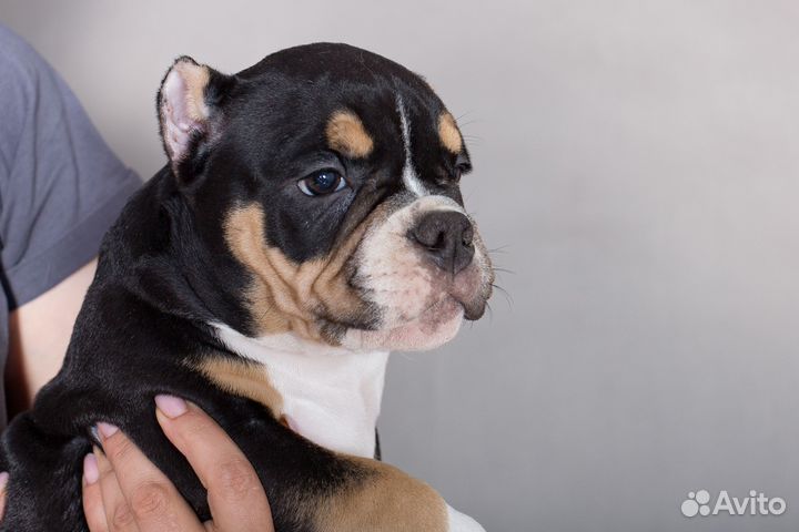 Девочка амбулли