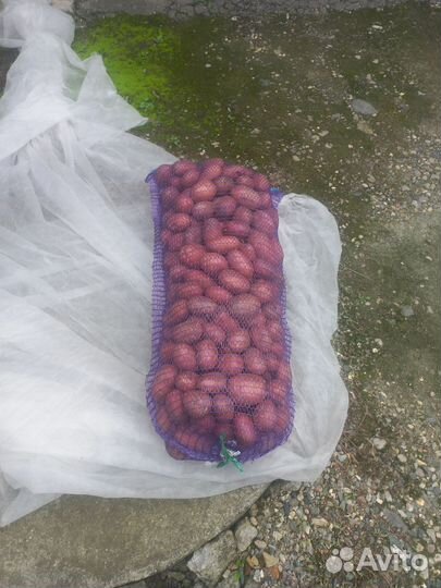 Продам картофель оптом