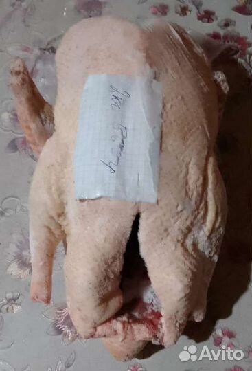 Утка стар 53