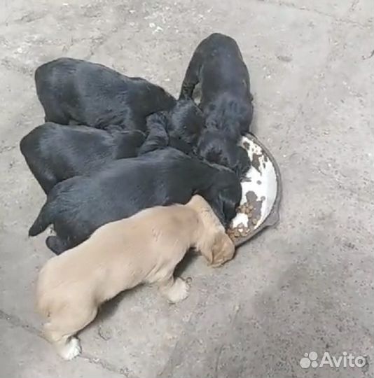 Спаниель щенки мальчики и девочки