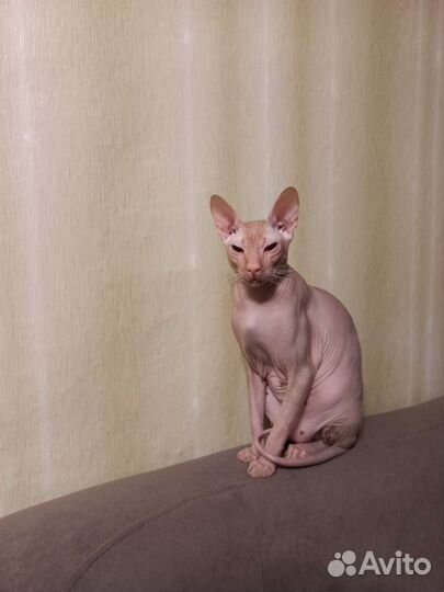 Донской сфинкс вязка