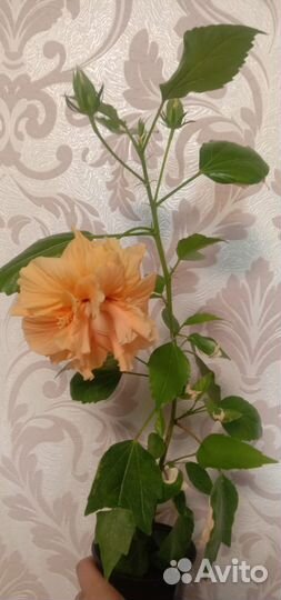Гибискус комнатный