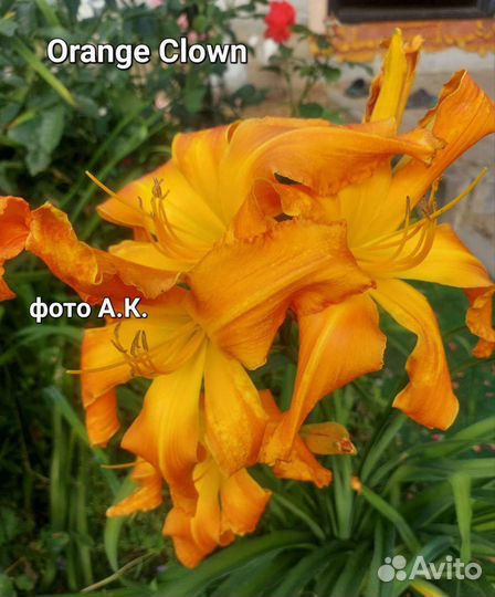 Уфо- лилейники с огромными цветами, экзотические