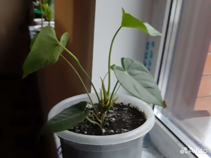 Антуриум,спатифиллум. отростки