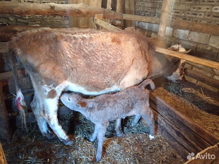 Корова подсосная с теленком
