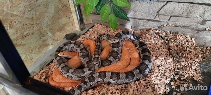 Маисовый полоз