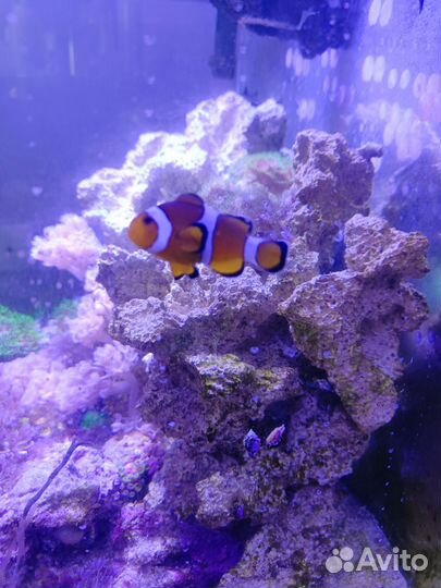 Морская рыба, креветка. Рыба клоун, криль Доктор