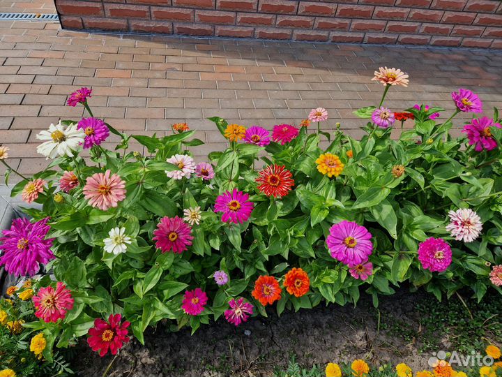 Цинии семена (3 вида)