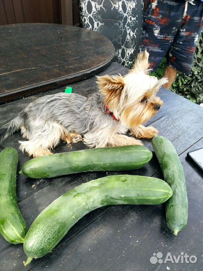 Йоркширский терьер мини вязка