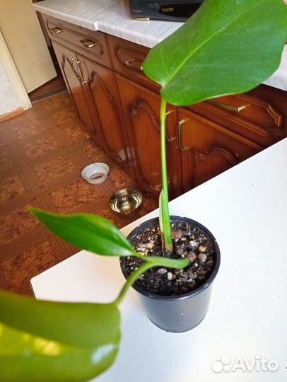 Монстеры Манки маск, Деликатесная