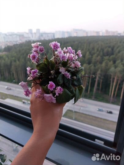 Фиалка 2 вида