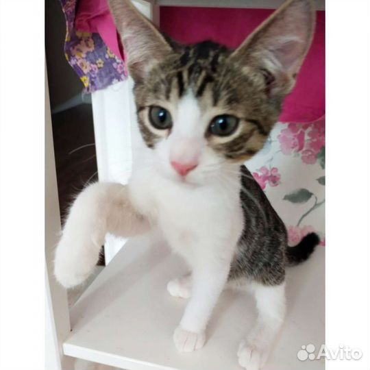 Отдам котенка мальчика