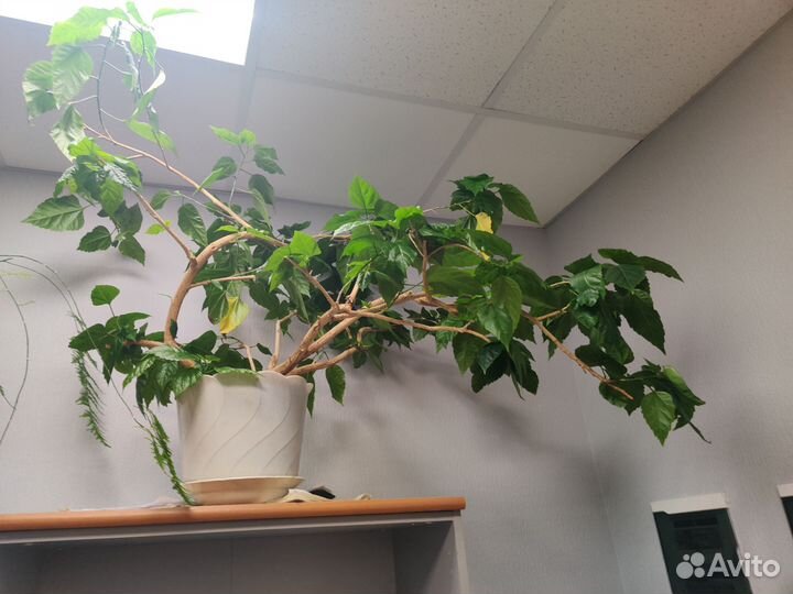 Цветок роза