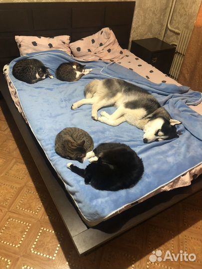 Сибирский хаски вязка мальчик 2 года