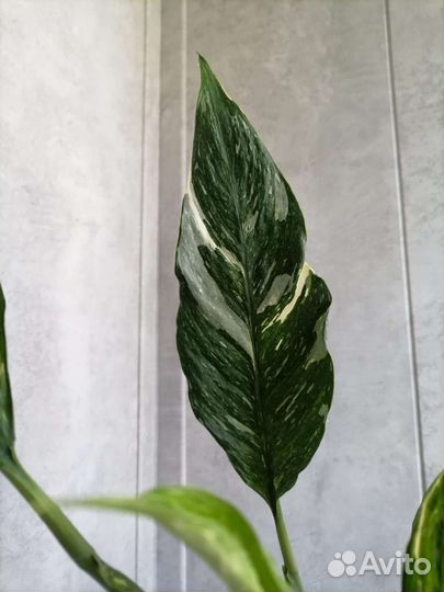 Спатифиллум даймонд