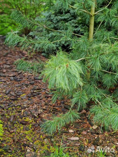 Кора, мульча лиственницы