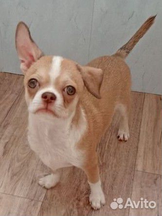 Щенки чихуахуа