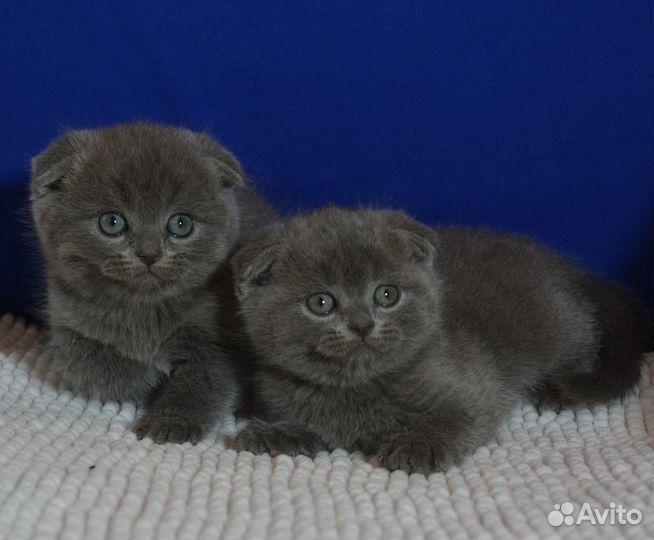 Вислоухие котята, голубые