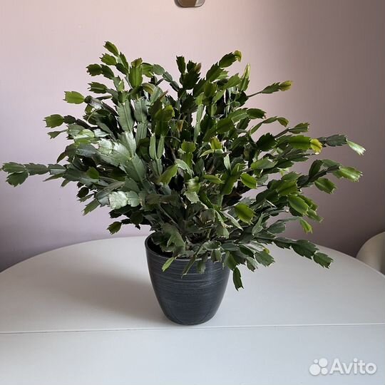 Декабрист (шлюмбергера)